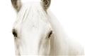Picture of White horse _GroupedProduct_Rectangle_Landscape_Photography _GroupedProduct_Rectangle_Landscape_Unframed_Print_Only_