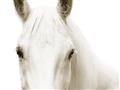 Picture of White horse _GroupedProduct_Rectangle_Landscape_Photography _GroupedProduct_Rectangle_Landscape_Unframed_Print_Only_