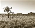 Picture of One Tree _GroupedProduct_Rectangle_Landscape_Photography _GroupedProduct_Rectangle_Landscape_Unframed_Print_Only_