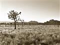 Picture of One Tree _GroupedProduct_Rectangle_Landscape_Photography _GroupedProduct_Rectangle_Landscape_Unframed_Print_Only_
