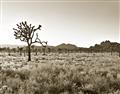 Picture of One Tree _GroupedProduct_Rectangle_Landscape_Photography _GroupedProduct_Rectangle_Landscape_Unframed_Print_Only_