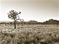 Picture of One Tree _GroupedProduct_Rectangle_Landscape_Photography _GroupedProduct_Rectangle_Landscape_Unframed_Print_Only_
