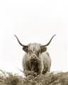 Picture of Cow on the Range _GroupedProduct_Rectangle_Portrait_Photography _GroupedProduct_Rectangle_Portrait_Unframed_Print_Only_