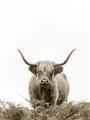 Picture of Cow on the Range _GroupedProduct_Rectangle_Portrait_Photography _GroupedProduct_Rectangle_Portrait_Unframed_Print_Only_