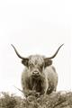 Picture of Cow on the Range _GroupedProduct_Rectangle_Portrait_Photography _GroupedProduct_Rectangle_Portrait_Unframed_Print_Only_