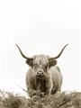 Picture of Cow on the Range _GroupedProduct_Rectangle_Portrait_Photography _GroupedProduct_Rectangle_Portrait_Unframed_Print_Only_