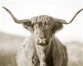 Picture of Shaggy Bull II _GroupedProduct_Rectangle_Landscape_Photography _GroupedProduct_Rectangle_Landscape_Unframed_Print_Only_