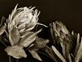 Picture of Beautiful Blooms _GroupedProduct_Rectangle_Landscape_Photography _GroupedProduct_Rectangle_Landscape_Unframed_Print_Only_