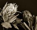 Picture of Beautiful Blooms _GroupedProduct_Rectangle_Landscape_Photography _GroupedProduct_Rectangle_Landscape_Unframed_Print_Only_