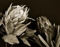 Picture of Beautiful Blooms _GroupedProduct_Rectangle_Landscape_Photography _GroupedProduct_Rectangle_Landscape_Unframed_Print_Only_