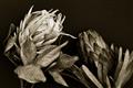 Picture of Beautiful Blooms _GroupedProduct_Rectangle_Landscape_Photography _GroupedProduct_Rectangle_Landscape_Unframed_Print_Only_