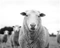 Picture of Sheepily _GroupedProduct_Rectangle_Landscape_Photography _GroupedProduct_Rectangle_Landscape_Unframed_Print_Only_