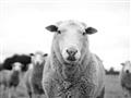 Picture of Sheepily _GroupedProduct_Rectangle_Landscape_Photography _GroupedProduct_Rectangle_Landscape_Unframed_Print_Only_