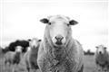 Picture of Sheepily _GroupedProduct_Rectangle_Landscape_Photography _GroupedProduct_Rectangle_Landscape_Unframed_Print_Only_