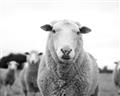 Picture of Sheepily _GroupedProduct_Rectangle_Landscape_Photography _GroupedProduct_Rectangle_Landscape_Unframed_Print_Only_