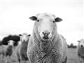 Picture of Sheepily _GroupedProduct_Rectangle_Landscape_Photography _GroupedProduct_Rectangle_Landscape_Unframed_Print_Only_