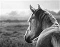 Picture of Horse & the Horizon _GroupedProduct_Rectangle_Landscape_Photography _GroupedProduct_Rectangle_Landscape_Unframed_Print_Only_