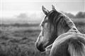Picture of Horse & the Horizon _GroupedProduct_Rectangle_Landscape_Photography _GroupedProduct_Rectangle_Landscape_Unframed_Print_Only_