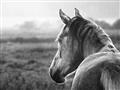 Picture of Horse & the Horizon _GroupedProduct_Rectangle_Landscape_Photography _GroupedProduct_Rectangle_Landscape_Unframed_Print_Only_
