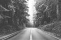 Picture of Foggy Straight Redwood Highway _GroupedProduct_Rectangle_Landscape_Photography _GroupedProduct_Rectangle_Landscape_Unframed_Print_Only_