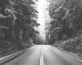 Picture of Foggy Straight Redwood Highway _GroupedProduct_Rectangle_Landscape_Photography _GroupedProduct_Rectangle_Landscape_Unframed_Print_Only_