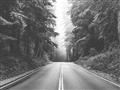 Picture of Foggy Straight Redwood Highway _GroupedProduct_Rectangle_Landscape_Photography _GroupedProduct_Rectangle_Landscape_Unframed_Print_Only_