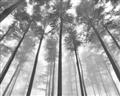 Picture of Sky High Trees _GroupedProduct_Rectangle_Landscape_Photography _GroupedProduct_Rectangle_Landscape_Unframed_Print_Only_