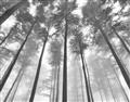 Picture of Sky High Trees _GroupedProduct_Rectangle_Landscape_Photography _GroupedProduct_Rectangle_Landscape_Unframed_Print_Only_