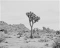 Picture of Dessert Tree _GroupedProduct_Rectangle_Landscape_Photography _GroupedProduct_Rectangle_Landscape_Unframed_Print_Only_