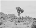 Picture of Dessert Tree _GroupedProduct_Rectangle_Landscape_Photography _GroupedProduct_Rectangle_Landscape_Unframed_Print_Only_