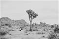 Picture of Dessert Tree _GroupedProduct_Rectangle_Landscape_Photography _GroupedProduct_Rectangle_Landscape_Unframed_Print_Only_