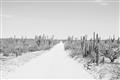 Picture of Cactus Row _GroupedProduct_Rectangle_Landscape_Photography _GroupedProduct_Rectangle_Landscape_Unframed_Print_Only_