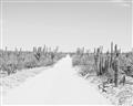 Picture of Cactus Row _GroupedProduct_Rectangle_Landscape_Photography _GroupedProduct_Rectangle_Landscape_Unframed_Print_Only_