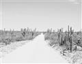 Picture of Cactus Row _GroupedProduct_Rectangle_Landscape_Photography _GroupedProduct_Rectangle_Landscape_Unframed_Print_Only_