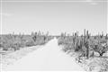 Picture of Cactus Row _GroupedProduct_Rectangle_Landscape_Photography _GroupedProduct_Rectangle_Landscape_Unframed_Print_Only_