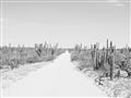 Picture of Cactus Row _GroupedProduct_Rectangle_Landscape_Photography _GroupedProduct_Rectangle_Landscape_Unframed_Print_Only_