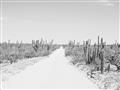 Picture of Cactus Row _GroupedProduct_Rectangle_Landscape_Photography _GroupedProduct_Rectangle_Landscape_Unframed_Print_Only_