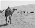Picture of Camel Walk _GroupedProduct_Rectangle_Landscape_Photography _GroupedProduct_Rectangle_Landscape_Unframed_Print_Only_