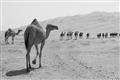 Picture of Camel Walk _GroupedProduct_Rectangle_Landscape_Photography _GroupedProduct_Rectangle_Landscape_Unframed_Print_Only_