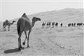 Picture of Camel Walk _GroupedProduct_Rectangle_Landscape_Photography _GroupedProduct_Rectangle_Landscape_Unframed_Print_Only_