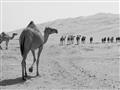 Picture of Camel Walk _GroupedProduct_Rectangle_Landscape_Photography _GroupedProduct_Rectangle_Landscape_Unframed_Print_Only_