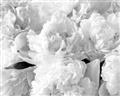 Picture of Fluffy Florals _GroupedProduct_Rectangle_Landscape_Photography _GroupedProduct_Rectangle_Landscape_Unframed_Print_Only_