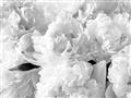 Picture of Fluffy Florals _GroupedProduct_Rectangle_Landscape_Photography _GroupedProduct_Rectangle_Landscape_Unframed_Print_Only_