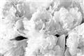 Picture of Fluffy Florals _GroupedProduct_Rectangle_Landscape_Photography _GroupedProduct_Rectangle_Landscape_Unframed_Print_Only_