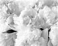 Picture of Fluffy Florals _GroupedProduct_Rectangle_Landscape_Photography _GroupedProduct_Rectangle_Landscape_Unframed_Print_Only_