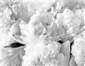 Picture of Fluffy Florals _GroupedProduct_Rectangle_Landscape_Photography _GroupedProduct_Rectangle_Landscape_Unframed_Print_Only_