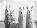 Picture of Llama Fam _GroupedProduct_Rectangle_Landscape_Photography _GroupedProduct_Rectangle_Landscape_Unframed_Print_Only_