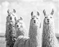 Picture of Llama Fam _GroupedProduct_Rectangle_Landscape_Photography _GroupedProduct_Rectangle_Landscape_Unframed_Print_Only_