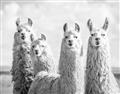 Picture of Llama Fam _GroupedProduct_Rectangle_Landscape_Photography _GroupedProduct_Rectangle_Landscape_Unframed_Print_Only_