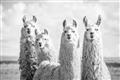 Picture of Llama Fam _GroupedProduct_Rectangle_Landscape_Photography _GroupedProduct_Rectangle_Landscape_Unframed_Print_Only_